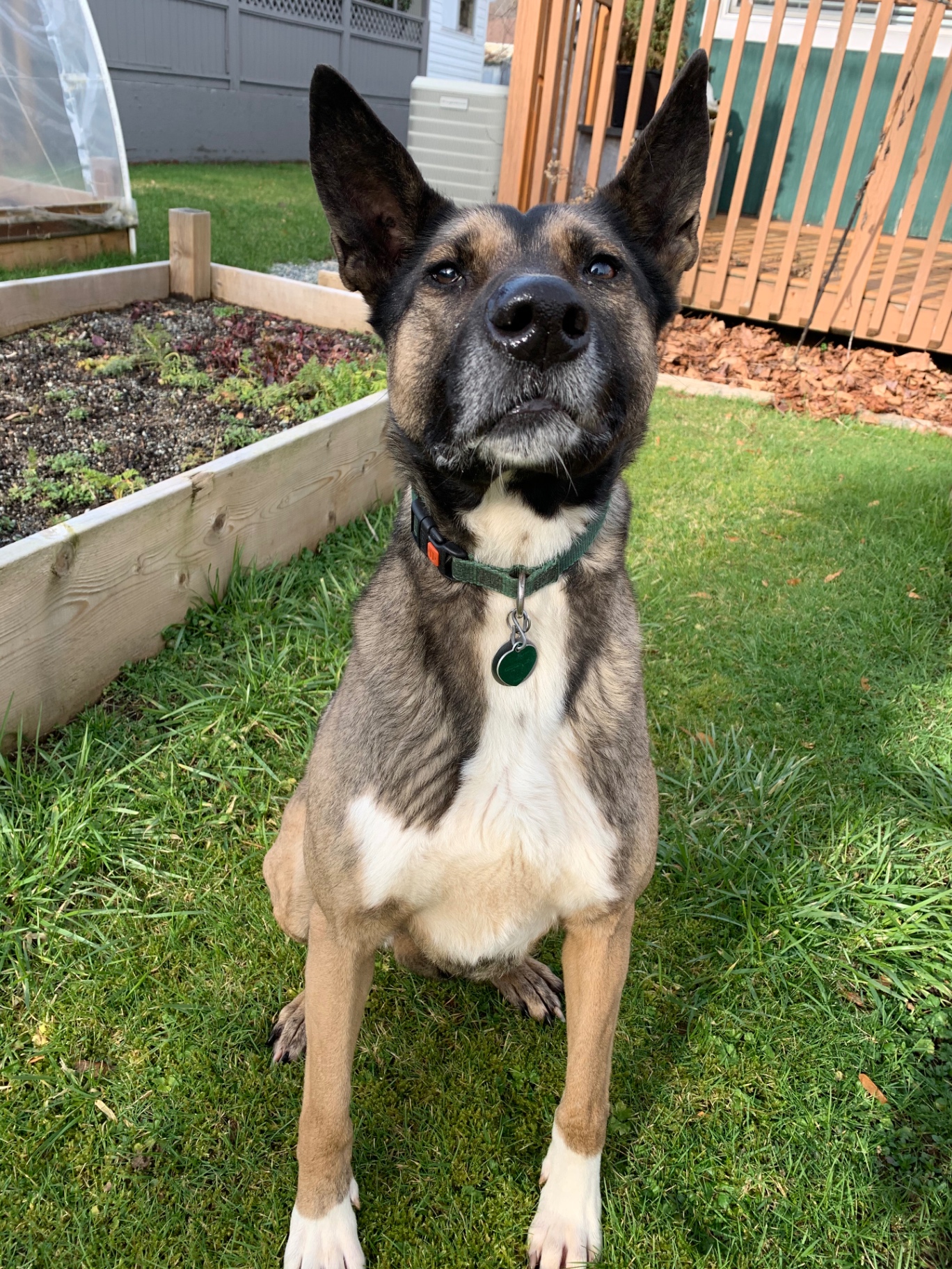 Alert shepherd mix sitting attentively in a green backyard