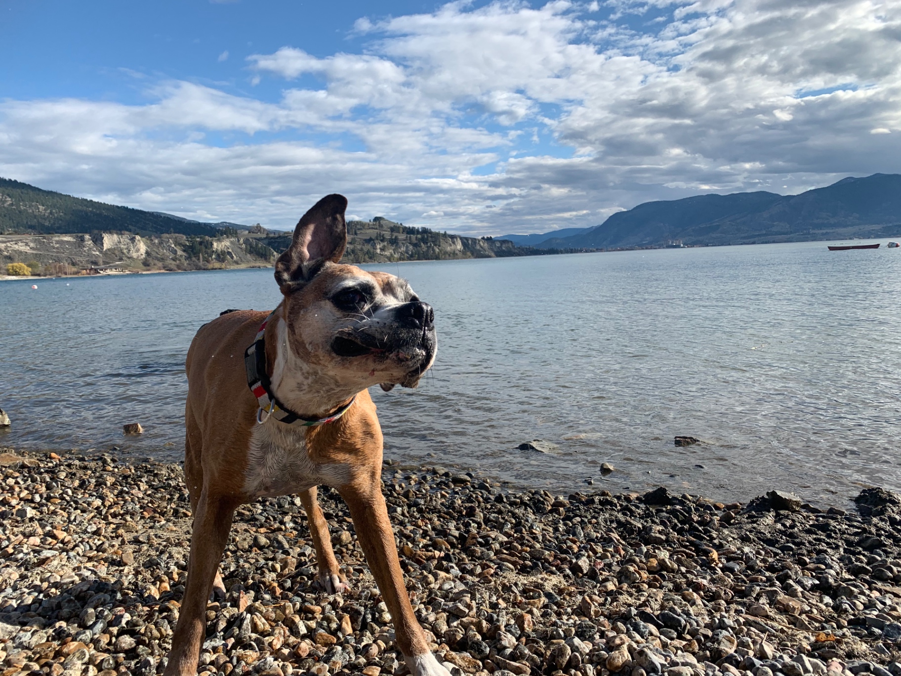 Senior boxer on a pebbled lakeshore with mountains across the water