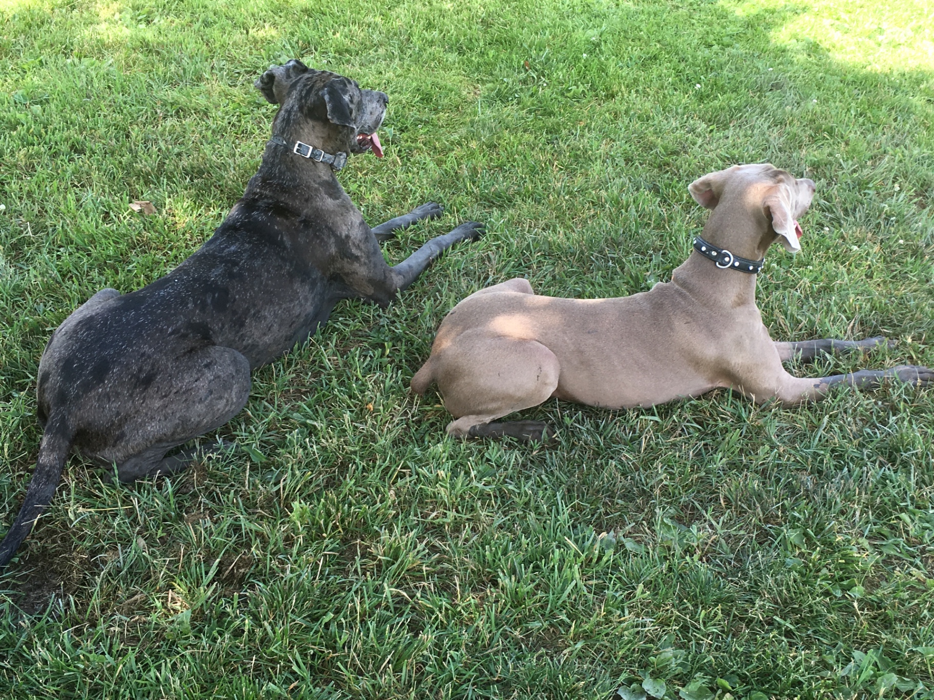 Brindle Great Dane and Weimaraner resting side by side in the grass
