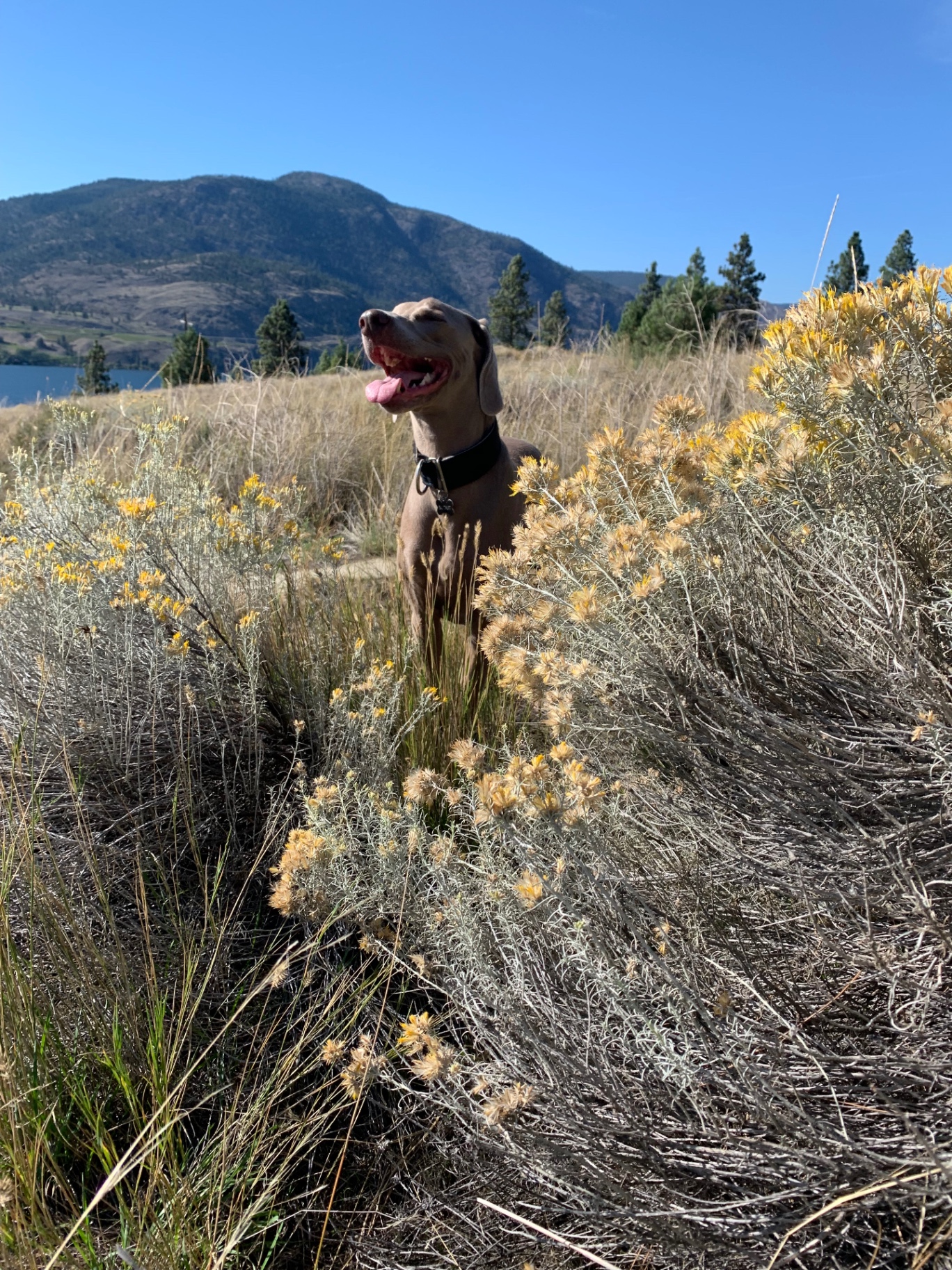 Weimaraner standing in golden sagebrush with Okanagan lake and mountains behind