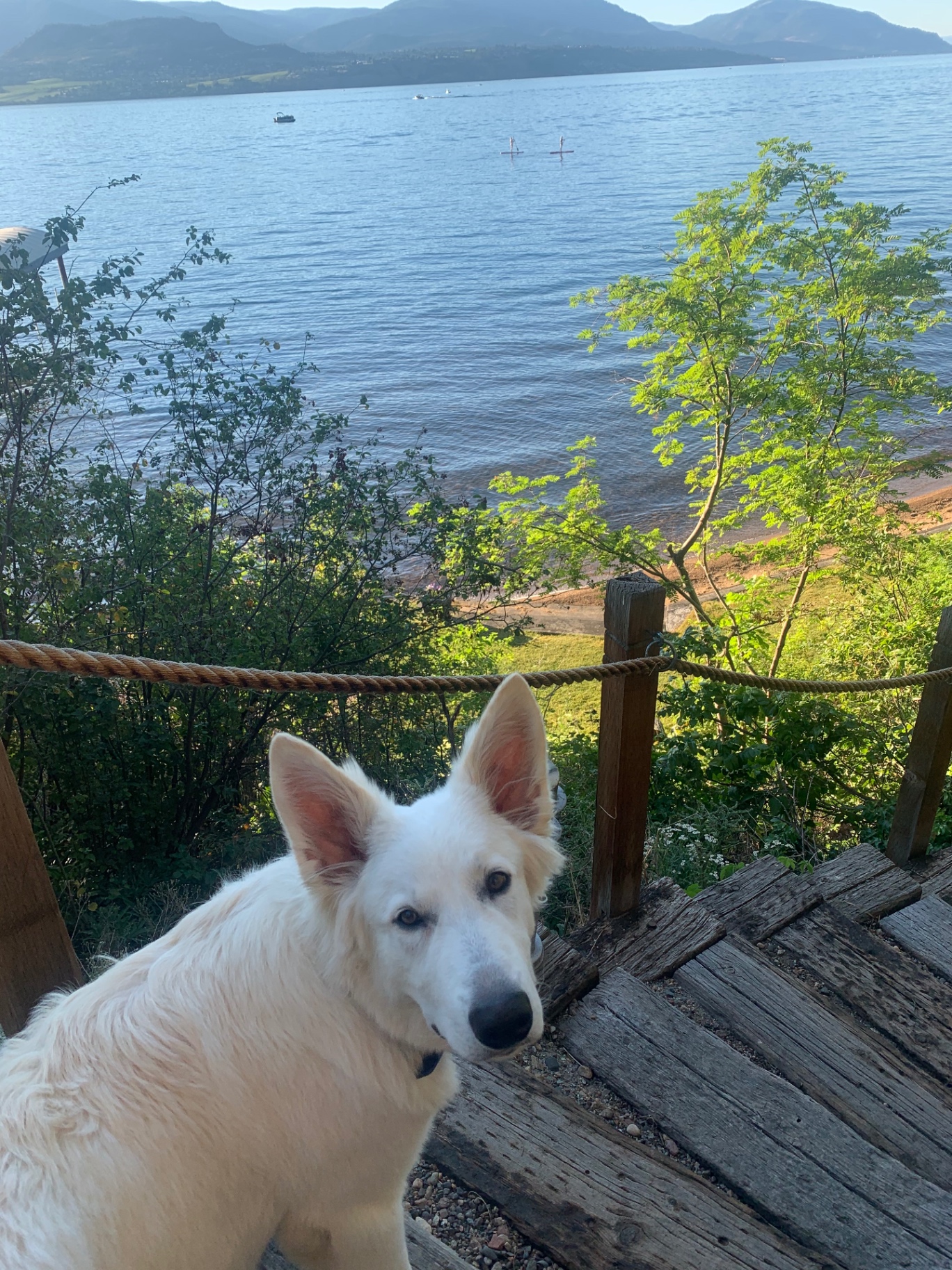 White shepherd on a wooden lookout above a calm lake at golden hour